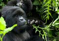 Ilmuwan Temukan Gorila Betina Berperilaku seperti Lesbian di Rwanda