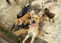 Berbahayakah Jilatan Pada Wajah Penyayang Anjing?