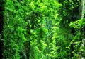Indonesia dalam Upaya Penyelamatan Biologi