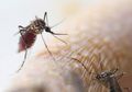 Perbedaan Gejala Infeksi Virus Zika dan DBD