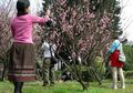 Sakura Bermekaran di Taipei