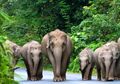 Gajah-gajah di Penangkaran Berpotensi Kelaparan Akibat Pandemi COVID-19