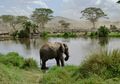 WWF: Gajah Afrika Akan Punah Pada 2040 Jika Tidak Ada Tindakan Pencegahan