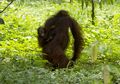 Orangutan Kalimantan Berjalan Lebih Sering dari Perkiraan