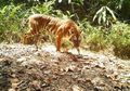 Kepadatan Populasi Harimau Sumatra yang Tak Terduga