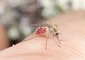 Chikungunya, Melumpuhkan tapi Tidak Mematikan