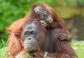 Tujuh Fakta Unik Orangutan (II)