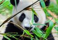 10 Pengulit Panda Ditemukan di Tiongkok
