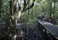 Hutan Bakau Indonesia Menyusut Hingga 50 Persen