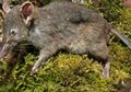 Ada Tikus Tanpa Gigi di Hutan Sulawesi