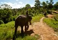 Menyokong Kehidupan Gajah Way Kambas