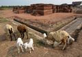Tidak Kalah dengan Anjing, Kambing Juga Miliki Kecerdasan dan Cinta