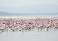 Burung Flamingo Memiliki Persahabatan yang Erat Selama Bertahun-tahun