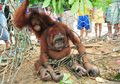Orangutan Butuh (Kepastian) Tempat Pelepasliaran