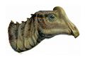 Remaja SMA Temukan Bayi Dinosaurus Mirip Bebek