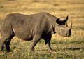 Titik Terang Bagi Nasib Badak Hitam Afrika yang Terancam Punah