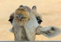 Virus MERS Ditemukan pada Unta