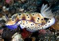 Ketika Kawin, Siput Laut Saling Menusuk Kepala Pasangannya