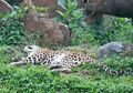 Jaguar di Kebun Binatang Surabaya Habis