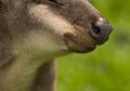 Belasan Kanguru Ragunan Mati Diserang Anjing Liar