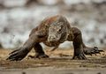 Perubahan Iklim dan Sempitnya Habitat Ancam Kepunahan Komodo Pada 2050
