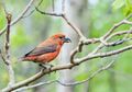 Pentingnya Ruang Terbuka Hijau Bagi Burung