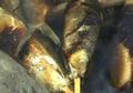 Ayo, Berlibur di Hutan Sambil Bakar Ikan