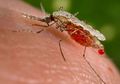 Kisah Sukses Sri Lanka Terbebas dari Malaria