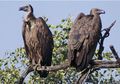 Upaya Penyelamatan Burung Bangkai Asia