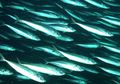 Manfaat di Balik Ikan Makarel