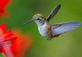 Inikah Leluhur Burung Kolibri?