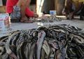 Inilah Desa Pembantaian Ular di Cirebon
