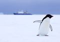Spesies Penguin Ini Mampu Bertahan di Tengah Pencairan Es Ekstrem