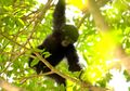 Siamang Berisik, Maleo Terdiam