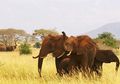 Gajah Liar Mampu Mengenali Bahasa Manusia