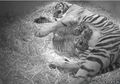 Kabar Gembira, Anak Harimau Sumatra Baru Lahir di Kebun Binatang London