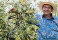 Edy Antoro, Berhasil Garap Kebun Apel dari Lahan Tandus