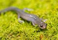 Habitat Hangat Ciutkan Salamander