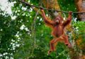 Melibatkan Masyarakat Madani dalam Konservasi Jantung Borneo