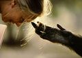 Jane Goodall: Pandemi Muncul karena Manusia Tak Menghormati Alam
