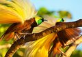 Mengenal Tujuh Jenis Burung Cendrawasih Khas Indonesia