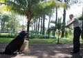 Warita Para Pawang, Kisah Ikatan Antara Manusia dan Anjingnya