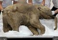 Fosil Bayi Mamut Paling Awet Dipajang di Museum London