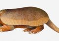 Mengenal Armadilo, si Maskot Piala Dunia Brasil