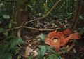 Bulan Juni, Festival Bumi Rafflesia Digelar di Bengkulu