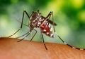 Lawan Virus Dengue