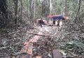 Apakah Perusahaan Kertas Indonesia Dapat Menjadi Pahlawan untuk Hutan Kita?