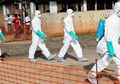 Penelitian Ebola Lebih Lanjut Pada Tinja Gorila