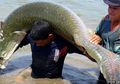 Arapaima, Ikan Khas Amazon Hampir Punah