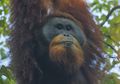 Kenalkan Orangutan Tapanuli, Anggota Baru Keluarga Satwa Indonesia. Apa Saja Keunikannya?